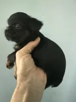 Calvin, a male Brussels Griffon for sale in Trenton, NJ – 5 of 9