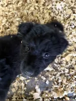 Petunia, a female Australian Shepherd for sale in Trenton, NJ – 1 of 3