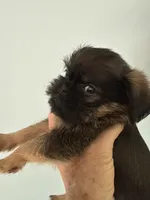 Lionel, a male Brussels Griffon for sale in Trenton, NJ – 7 of 8