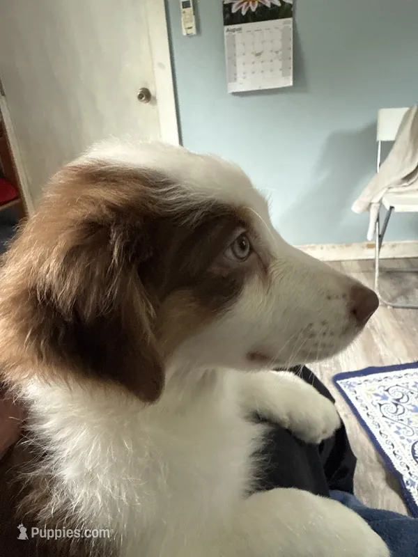 Bonnie – Australian Shepherd puppy for sale in Trenton, NJ