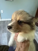 Wexford, a male Pembroke Welsh Corgi for sale in Trenton, NJ – 2 of 6