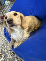 Russel, a male Miniature Dachshund for sale in Trenton, NJ – 4 of 5