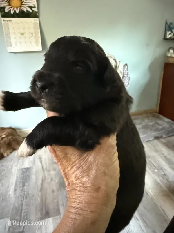 Pedro – Schipperke, Pembroke Welsh Corgi puppy for sale in Trenton, NJ