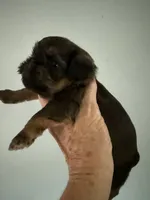 Sedona, a female Brussels Griffon for sale in Trenton, NJ – 2 of 5