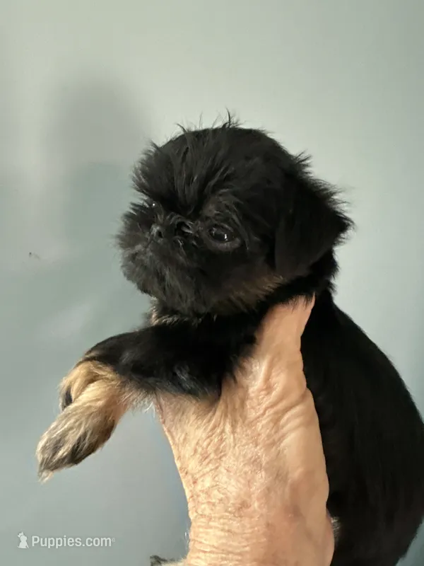 Calvin – Brussels Griffon puppy for sale in Trenton, NJ