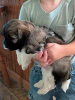Everest, a male Havanese for sale in Trenton, NJ – 3 of 3