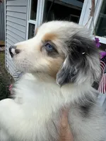 Aiden, a male Australian Shepherd for sale in Trenton, NJ – 2 of 10