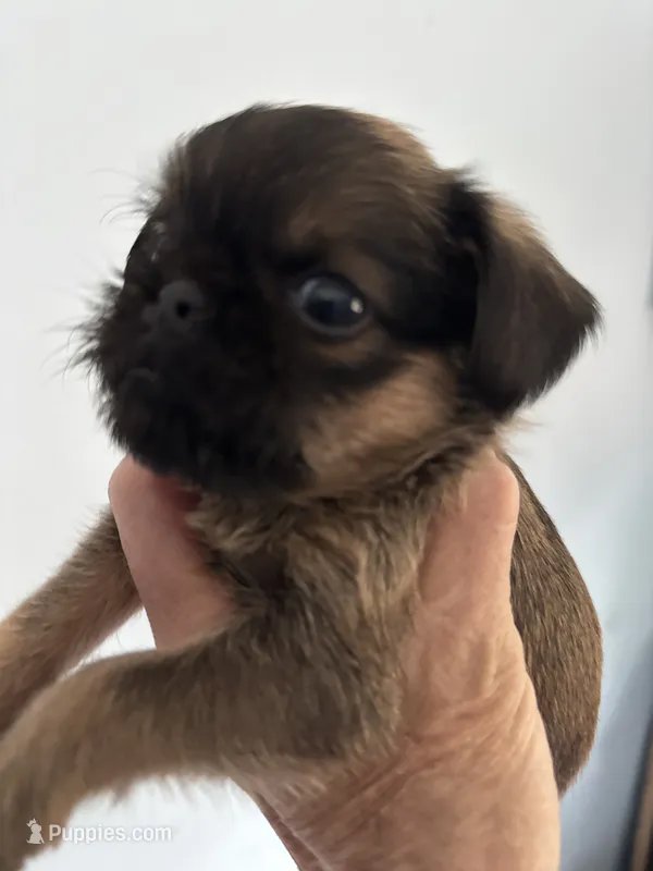 Lexi – Brussels Griffon puppy for sale in Trenton, NJ