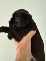 Sylus, a male Brussels Griffon for sale in Trenton, NJ – 3 of 8