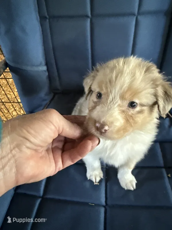 Alder – Australian Shepherd puppy for sale in Trenton, NJ