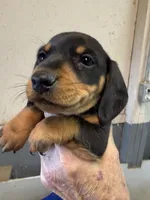 Rupert, a male Miniature Dachshund for sale in Trenton, NJ – 3 of 7