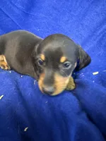 Rupert, a male Miniature Dachshund for sale in Trenton, NJ – 2 of 7