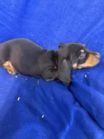 Rupert, a male Miniature Dachshund for sale in Trenton, NJ – 7 of 7