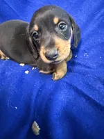 Rupert, a male Miniature Dachshund for sale in Trenton, NJ – 5 of 7