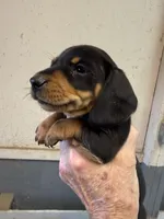Rupert, a male Miniature Dachshund for sale in Trenton, NJ – 1 of 7