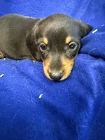 Rupert, a male Miniature Dachshund for sale in Trenton, NJ – 4 of 7