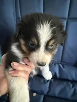 Alan, a male Australian Shepherd for sale in Trenton, NJ – 3 of 4