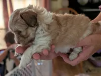 Ethan, a male Havanese for sale in Trenton, NJ – 4 of 5