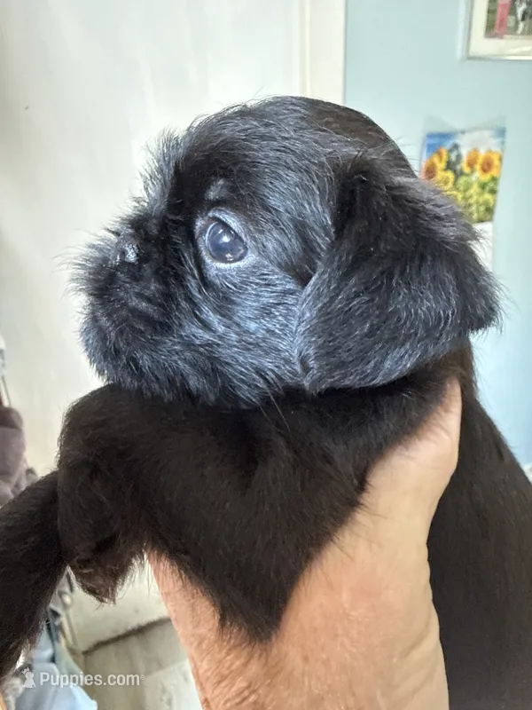 Sylus – Brussels Griffon puppy for sale in Trenton, NJ