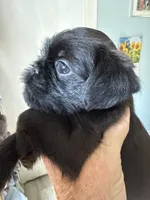 Sylus, a male Brussels Griffon for sale in Trenton, NJ – 1 of 8