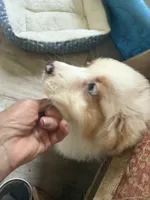 Baxter, a male Australian Shepherd for sale in Trenton, NJ – 8 of 10