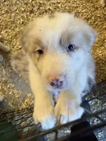 Alder, a male Australian Shepherd for sale in Trenton, NJ – 3 of 10