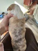 Stanley, a male Pembroke Welsh Corgi for sale in Trenton, NJ – Photo 8 of 10