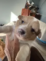 Stanley, a male Pembroke Welsh Corgi for sale in Trenton, NJ – Photo 7 of 10