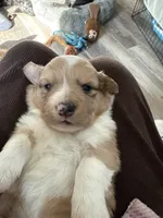 Stanley, a male Pembroke Welsh Corgi for sale in Trenton, NJ – Photo 3 of 10