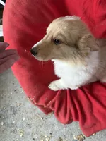 Stanley, a male Pembroke Welsh Corgi for sale in Trenton, NJ – Photo 4 of 10