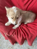 Stanley, a male Pembroke Welsh Corgi for sale in Trenton, NJ – Photo 1 of 10