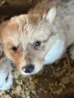 Stanley, a male Pembroke Welsh Corgi for sale in Trenton, NJ – Photo 10 of 10