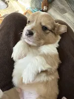 Stanley, a male Pembroke Welsh Corgi for sale in Trenton, NJ – Photo 6 of 10