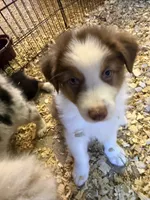 Alex, a male Australian Shepherd for sale in Trenton, NJ – 3 of 9