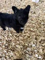 Pilar, a female Pembroke Welsh Corgi for sale in Trenton, NJ – 3 of 4