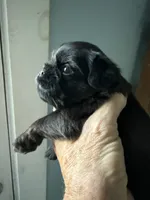 Sunday, a female Brussels Griffon for sale in Trenton, NJ – 2 of 5