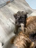 Lindy, a female Brussels Griffon for sale in Trenton, NJ – 2 of 10