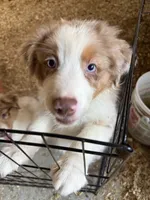 Atlas, a male Australian Shepherd for sale in Trenton, NJ – 2 of 10
