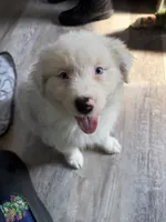 Elaine, a female Australian Shepherd for sale in Trenton, NJ – 3 of 10