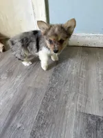 Wesley, a male Pembroke Welsh Corgi for sale in Trenton, NJ – 7 of 10