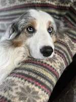 Beverly, a female Australian Shepherd for sale in Trenton, NJ – 4 of 10