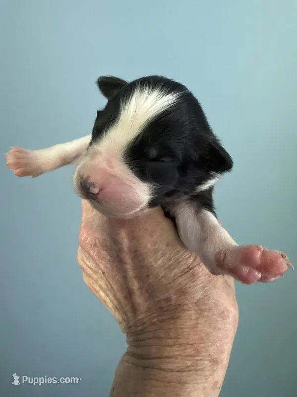 Alan – Australian Shepherd puppy for sale in Trenton, NJ