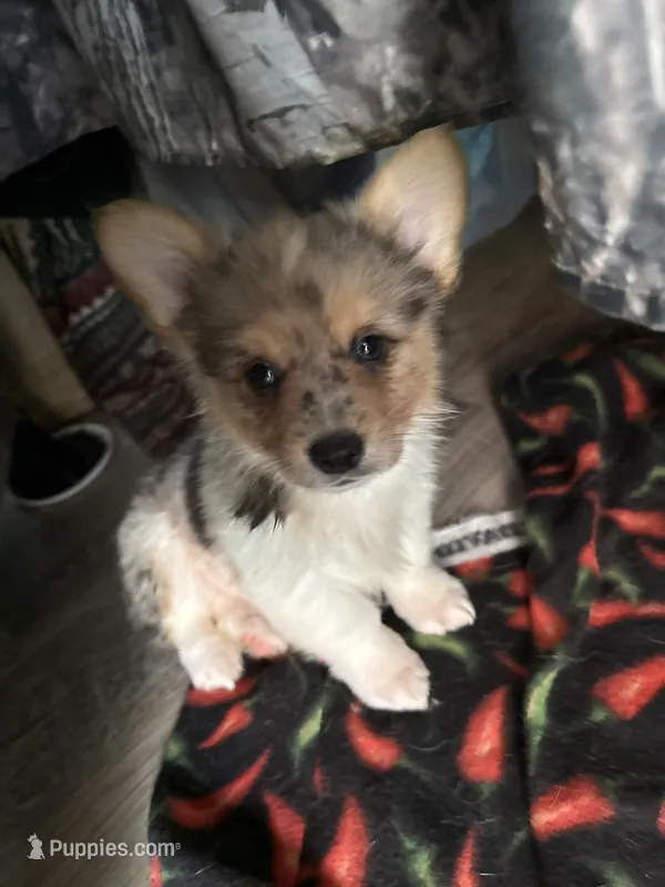 Wesley – Pembroke Welsh Corgi puppy for sale in Trenton, NJ