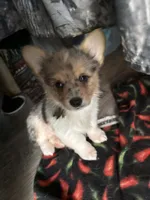 Wesley, a male Pembroke Welsh Corgi for sale in Trenton, NJ – 1 of 10