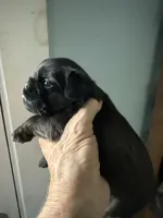 Sunday, a female Brussels Griffon for sale in Trenton, NJ – 4 of 5