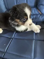 Alan, a male Australian Shepherd for sale in Trenton, NJ – 2 of 4