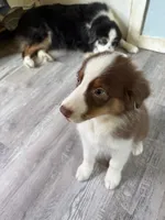 Arthur, a male Australian Shepherd for sale in Trenton, NJ – 2 of 9