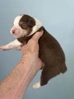 Annabell, a female Australian Shepherd for sale in Trenton, NJ – 2 of 4