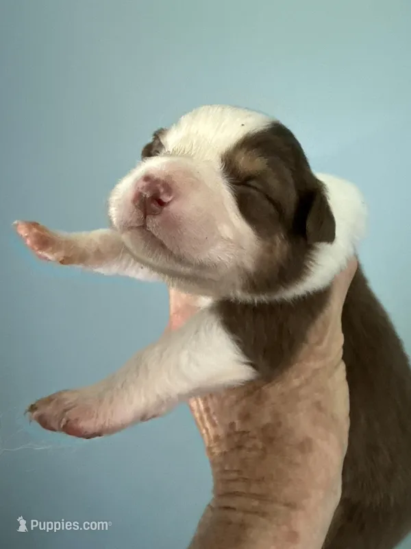 Annabell, a female Australian Shepherd for sale in Trenton, NJ – 1 of 4