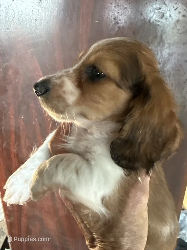 Russel – Miniature Dachshund puppy for sale in Trenton, NJ